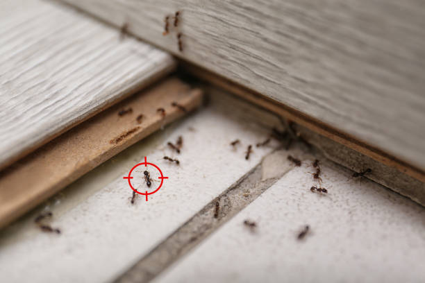 Best Termite Control Services  in Randolph, WI