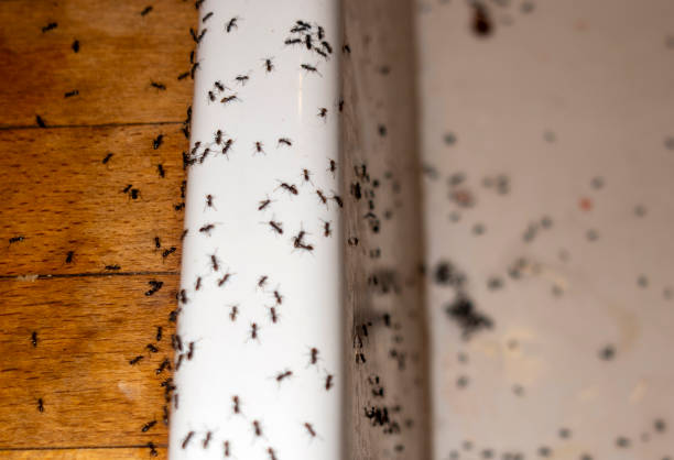 Best Cockroach Control Services  in Randolph, WI