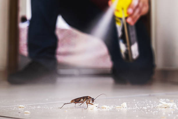 Best Wasp Removal Services  in Randolph, WI
